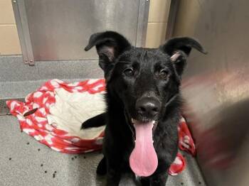 German Shepherd Dog Dogs Available for Adoption in Tustin, California - RYDER | PetCurious