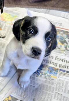 Ares -  Beagle Dog for Adoption - Ares | PetCurious
