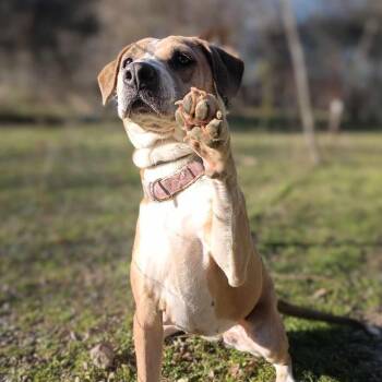 Rescue American Staffordshire Terrier Dogs for Adoption in Kempner, Texas - Dancer | PetCurious