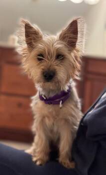 Rescue Yorkshire Terrier and Maltese Dogs for Adoption in Lexington, Kentucky - Millie | PetCurious