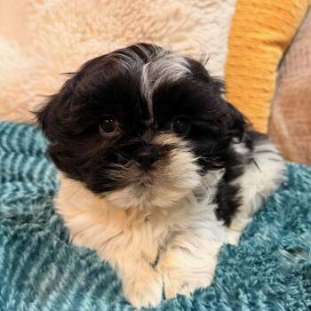 Shih Poo Dogs Available for Adoption - Lenard  | PetCurious