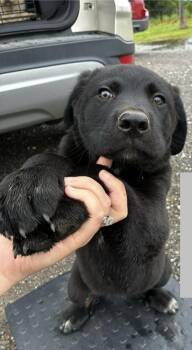 Bear -  Shepherd and Labrador Retriever Dog for Adoption in Colorado Springs, Colorado - Bear | PetCurious