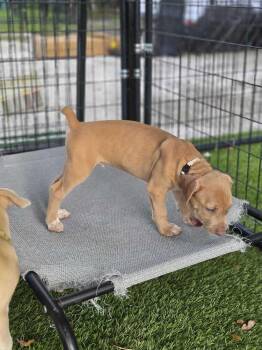 Iceman -  American Bulldog Dog for Adoption in Lakeland, Florida - Iceman | PetCurious