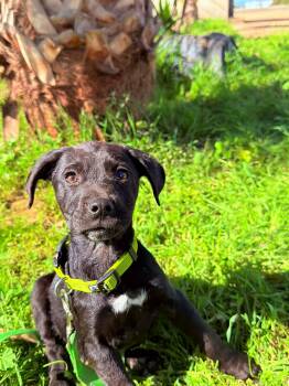 Labrador Retriever and Catahoula Leopard Dog Dogs Available for Adoption - Mark | PetCurious