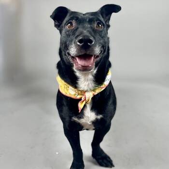 Mixed Breed Dogs Available for Adoption in Glenwood Springs, Colorado - Bonsly | PetCurious