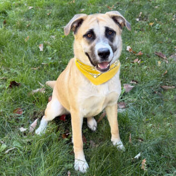 Rescue Shepherd and Husky Dogs for Adoption in Voorhees Township, New Jersey - Birdie | PetCurious