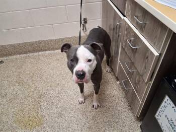 EURO -  Pit Bull Terrier Dog for Adoption in Colorado Springs, Colorado - EURO | PetCurious