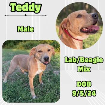 Teddy -  Labrador Retriever and Beagle Dog for Adoption in Caldwell, Texas - Teddy | PetCurious