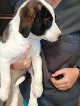 Rescue German Shepherd Dog and Labrador Retriever Dogs for Adoption in Amarillo, Texas - Marta | PetCurious