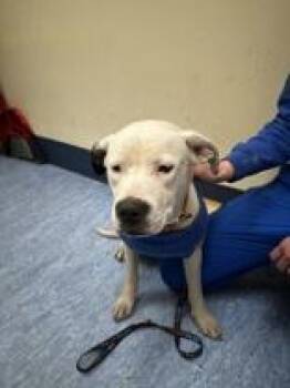 Mixed Breed Dogs Available for Adoption - Aspen | PetCurious