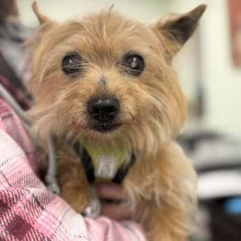 Terrier Dogs Available for Adoption in Worcester, Massachusetts - Esther | PetCurious