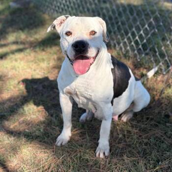 Pit Bull Terrier Dogs Available for Adoption - Violet | PetCurious