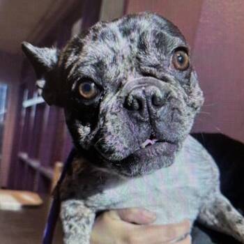 French Bulldog Dogs Available for Adoption in Tacoma, Washington - Bunny | PetCurious