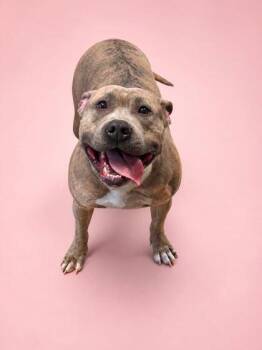 Pit Bull Terrier and Mixed Breed Dogs Available for Adoption in Bowling Green, Kentucky - Noki | PetCurious