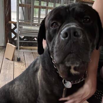 Bogey -  Cane Corso Dog for Adoption in Manchester, Pennsylvania - Bogey | PetCurious