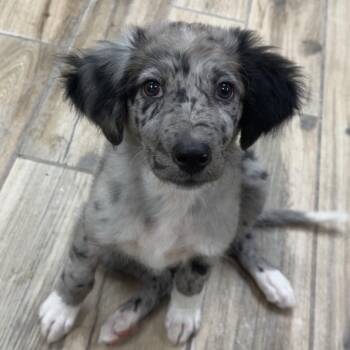 Dottie -  Australian Shepherd Dog for Adoption in Henderson, Kentucky - Dottie | PetCurious