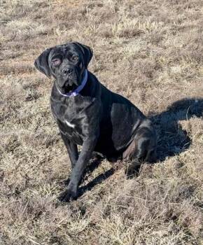 Cane Corso Dogs Available for Adoption - Hope | PetCurious