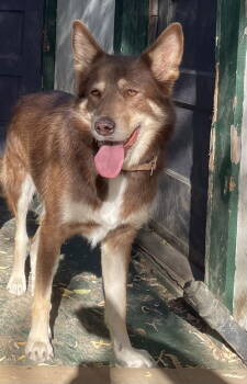 Rescue Husky Dogs for Adoption in Woodland, California - Selah | PetCurious