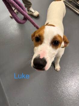 Hound Dogs Available for Adoption in Hilton Head Island, South Carolina - Luke | PetCurious