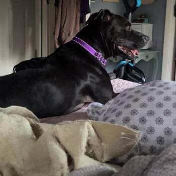 Black Labrador Retriever and Pit Bull Terrier Dogs Available for Adoption in Richmond, Kentucky - Queen | PetCurious