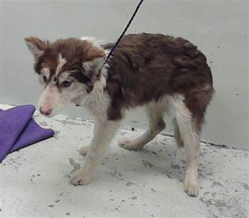 Husky and Mixed Breed Dogs Available for Adoption - MICKEY | PetCurious