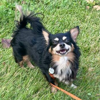 Sparky -  Dachshund Dog for Adoption in Bethel, Connecticut - Sparky | PetCurious