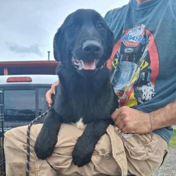 Belgian Shepherd Malinois and Mixed Breed Dogs Available for Adoption in Hackett, Arkansas - Achilles | PetCurious