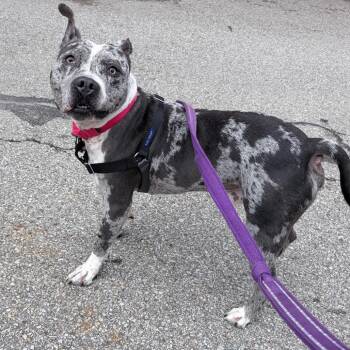 Sterling -  Mixed Breed Dog for Adoption in Pittsburgh, Pennsylvania - Sterling | PetCurious