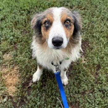 Ziggy -  Australian Shepherd and Mixed Breed Dog for Adoption in Merriam, Kansas - Ziggy | PetCurious