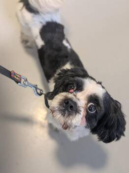 Sega -  Mixed Breed Dog for Adoption in Hyde Park, New York - Sega | PetCurious