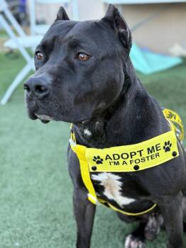 Rescue American Staffordshire Terrier Dogs for Adoption in Santa Monica, California - Wiggles | PetCurious