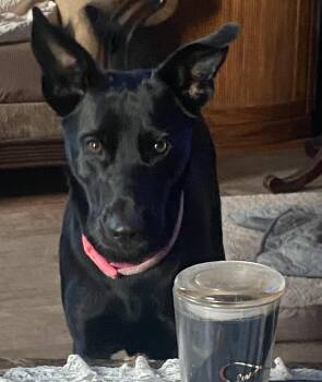 Holly -  German Shepherd Dog Dog for Adoption in Rochester, New York - Holly | PetCurious