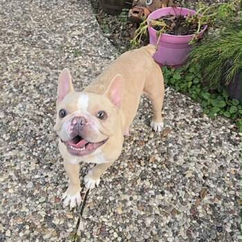 Cassie SPC -  French Bulldog Dog for Adoption in Austin, Texas - Cassie SPC | PetCurious