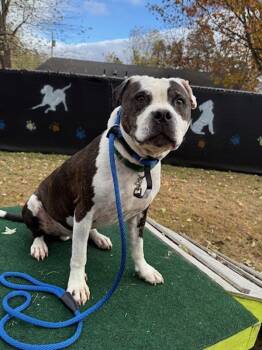 Rescue Pit Bull Terrier Dogs for Adoption in Kingston, New York - Tank | PetCurious