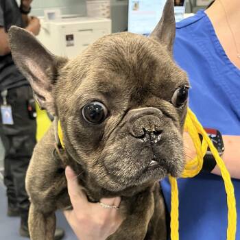 Fabian -  French Bulldog Dog for Adoption in Greensboro, North Carolina - Fabian | PetCurious