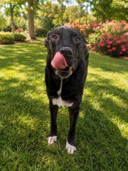 Orion -  Mixed Breed Dog for Adoption in Savannah, Georgia - Orion | PetCurious