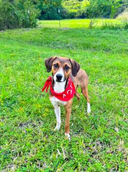 Rescue Hound Dogs for Adoption in Charleston, South Carolina - Frannie | PetCurious