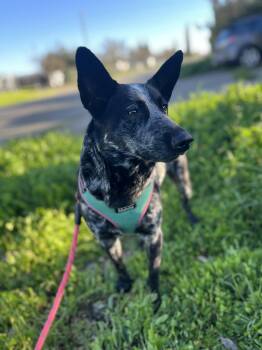 Australian Cattle Dog Blue Heeler Dogs Available for Adoption - Salome | PetCurious