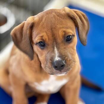 Mastiff and Mixed Breed Dogs Available for Adoption in Bradenton, Florida - Daisy | PetCurious