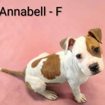 Pit Bull Terrier and Mixed Breed Dogs Available for Adoption in Griswold, Connecticut - Annabell | PetCurious