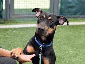 Zoolander -  Mixed Breed Dog for Adoption - Zoolander | PetCurious