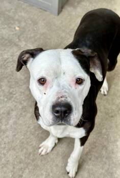 Pit Bull Terrier Dogs Available for Adoption - Aqua | PetCurious