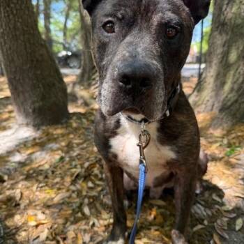 Mixed Breed Dogs Available for Adoption in Charleston, South Carolina - Chance | PetCurious