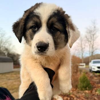 Rescue Great Pyrenees Dogs for Adoption in Stormville, New York - CT Beatrice Avail Nov 29 | PetCurious