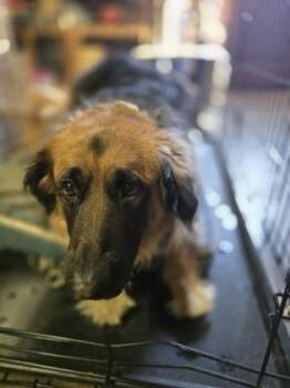German Shepherd Dog and Mixed Breed Dogs Available for Adoption in Klamath Falls, Oregon - Remi | PetCurious