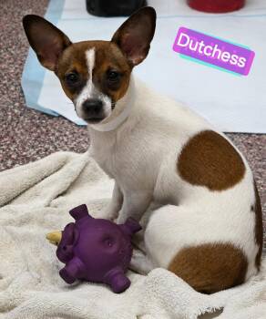 Dutchess -  Chihuahua and Terrier Dog for Adoption in Wheelersburg, Ohio - Dutchess | PetCurious