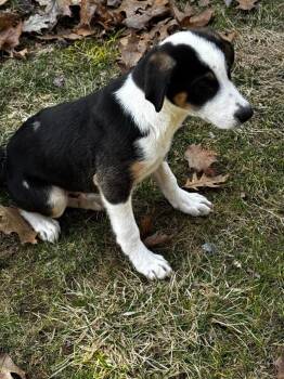 Setter Dogs Available for Adoption in Gorham, Maine - Ollie Fuzz | PetCurious