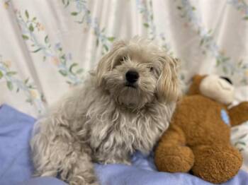 A611188 -  Maltese and Mixed Breed Dog for Adoption in Modesto, California - A611188 | PetCurious