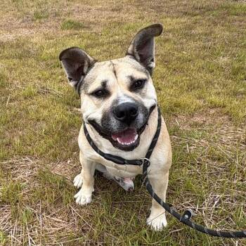 Pit Bull Terrier Dogs Available for Adoption in Morganton, North Carolina - Tiny | PetCurious