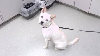 PERSIMMON -  Shiba Inu and Mixed Breed Dog for Adoption in Omaha, Nebraska - PERSIMMON | PetCurious